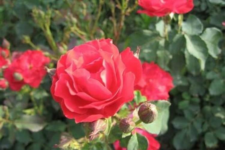 月季花夏季施什么肥好
