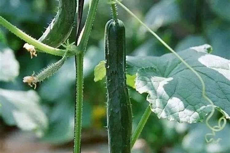 在种植黄瓜、辣椒、番茄时,有哪些办法可以促长、增产、防病害？