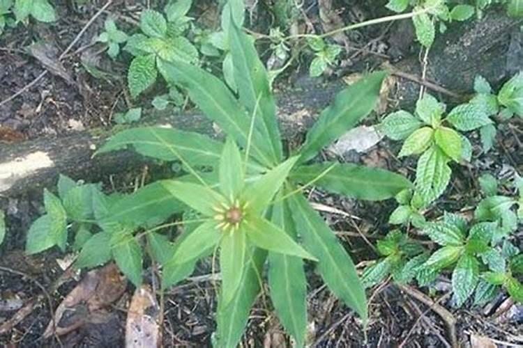 芒果施什么肥