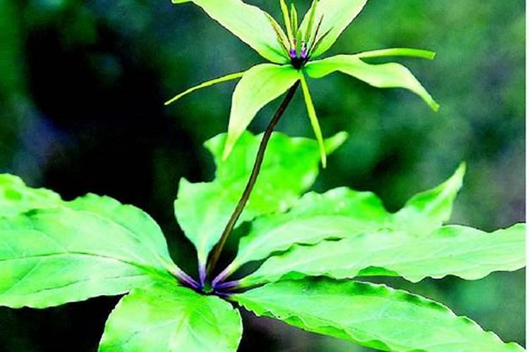 草坪在冬季如何护理？