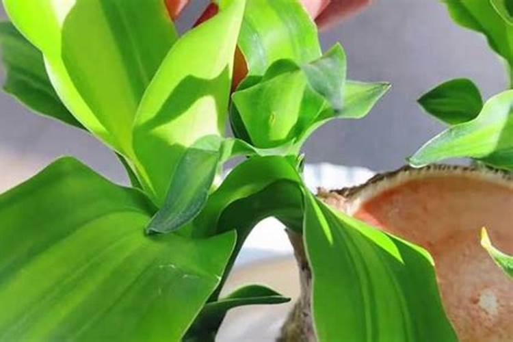 家里养巴西木花好不好