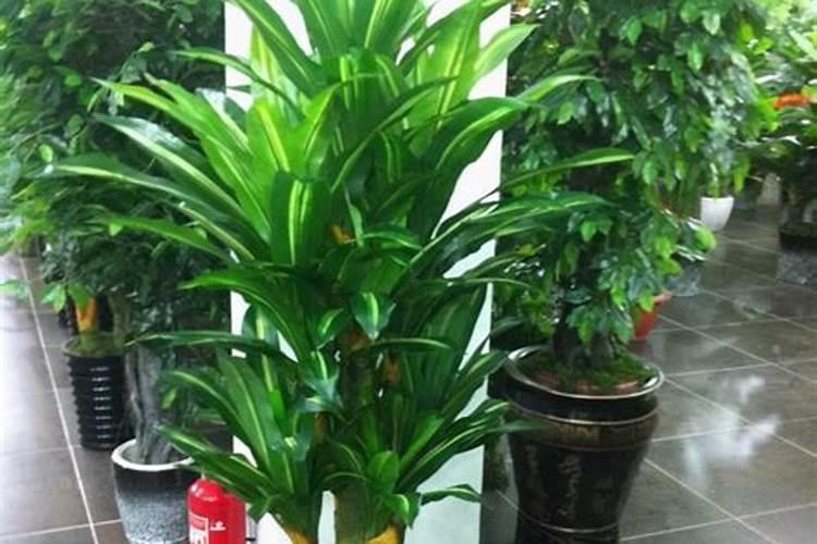 家里养巴西木花好不好