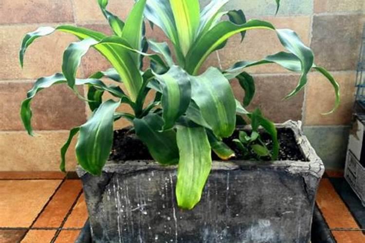 硅肥的作用及使用方法