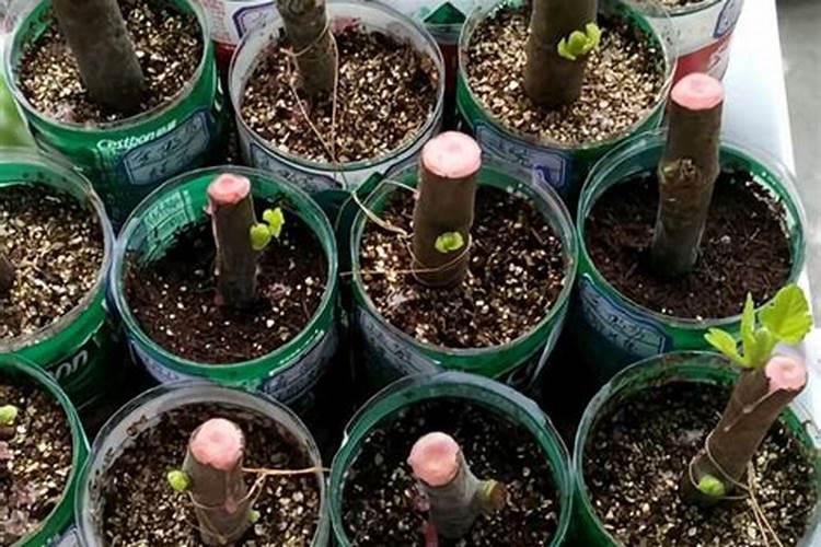 无花果发芽什么时间施肥
