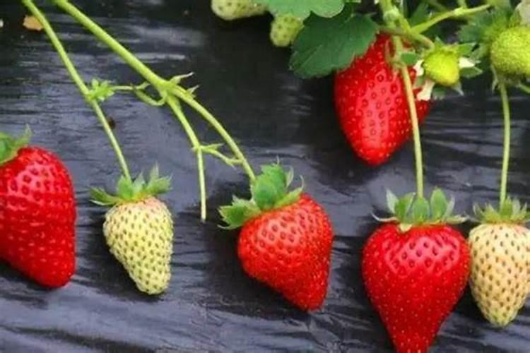 草莓叶面肥什么时候打？喷草莓花上伤花吗？