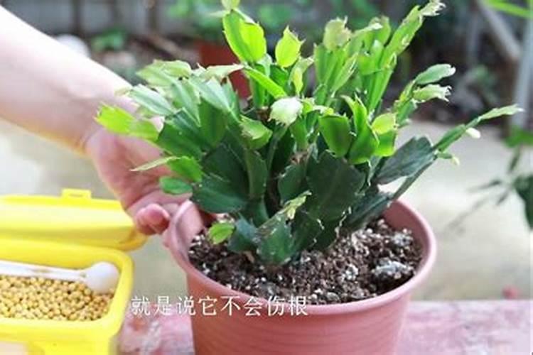 养蟹爪兰用什么肥料