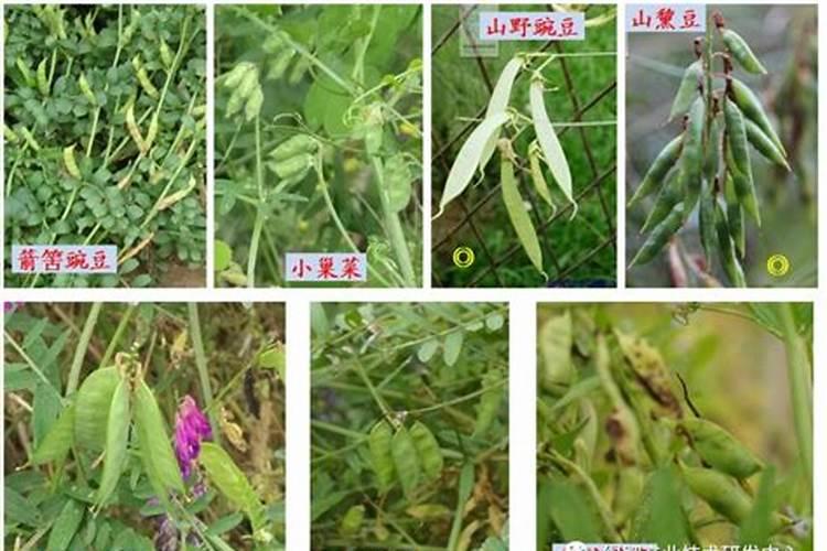 什么草做肥料最好