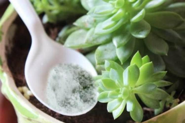 金银花浇头回水上多少肥料？