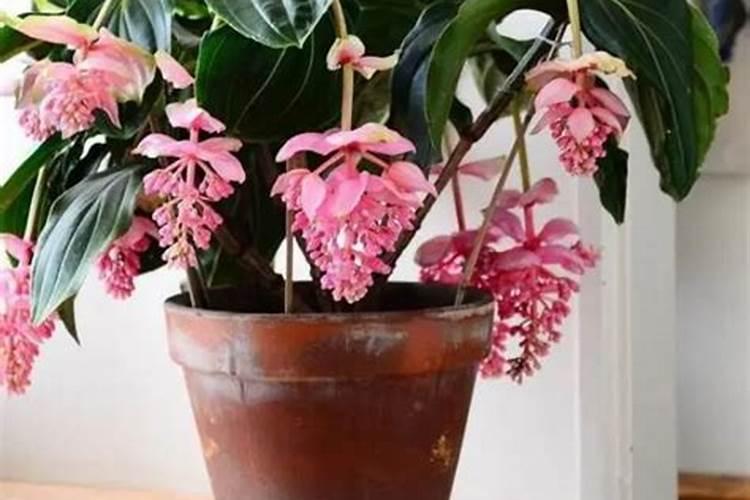 硫酸钾肥的正确使用方法