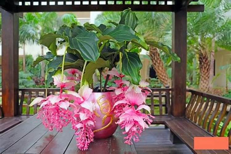 硫酸钾肥的用肥方法？