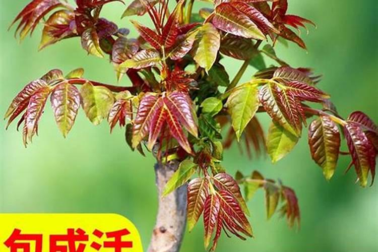 红油香椿种植时间及方法