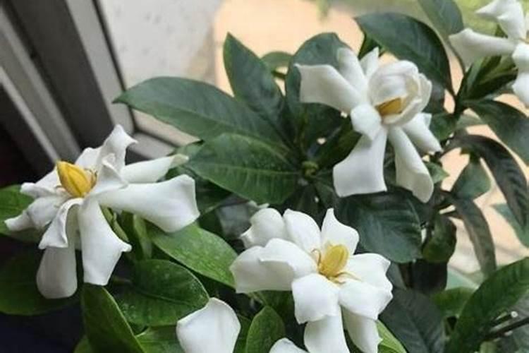 栀子花最好用的肥料是什么？