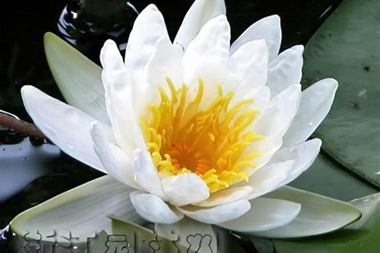 水培睡莲的正确养法