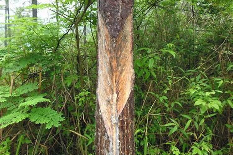 你最喜欢什么植物？为什么喜欢它？把它的样子、特点及与你发生的有趣的...