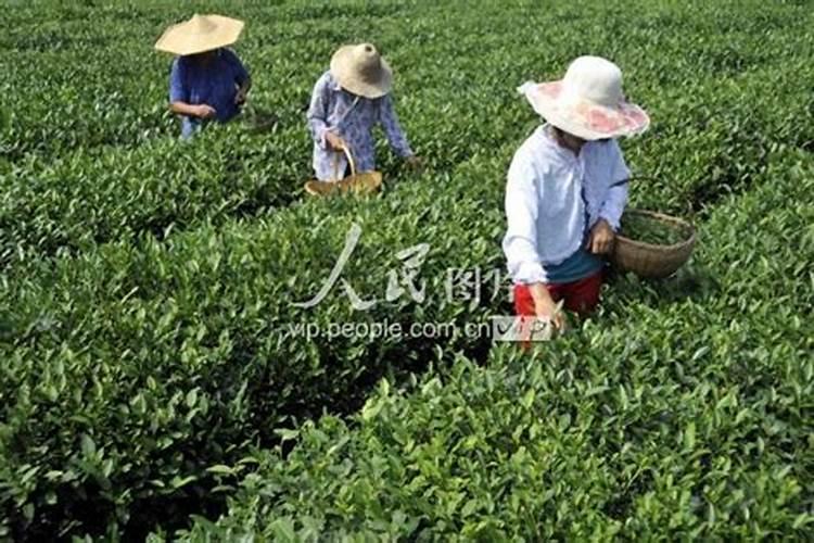 茶叶施肥时间