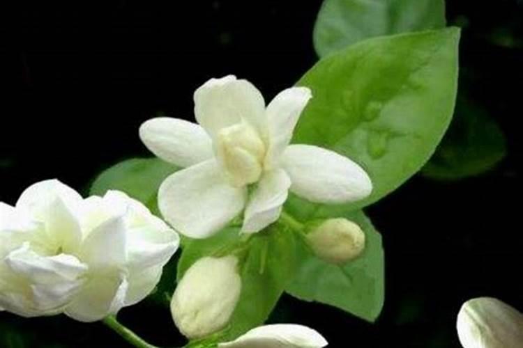 茉莉花施什么肥最好 适合用什么肥料