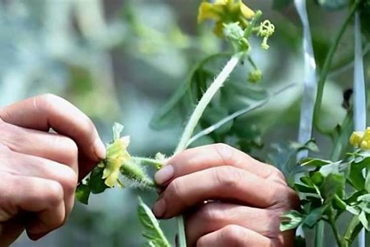 西瓜开花结果时应施含什么肥