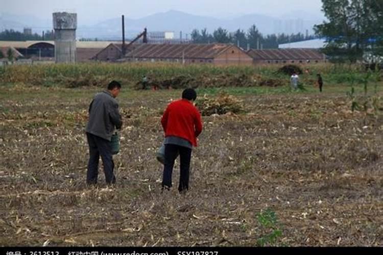肥料的拼音是什么