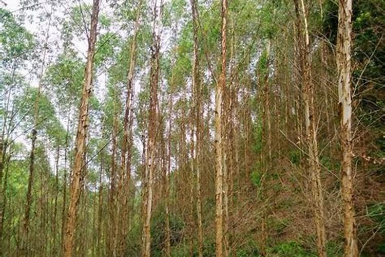 桉树什么时候施肥最好 桉树的施肥时间