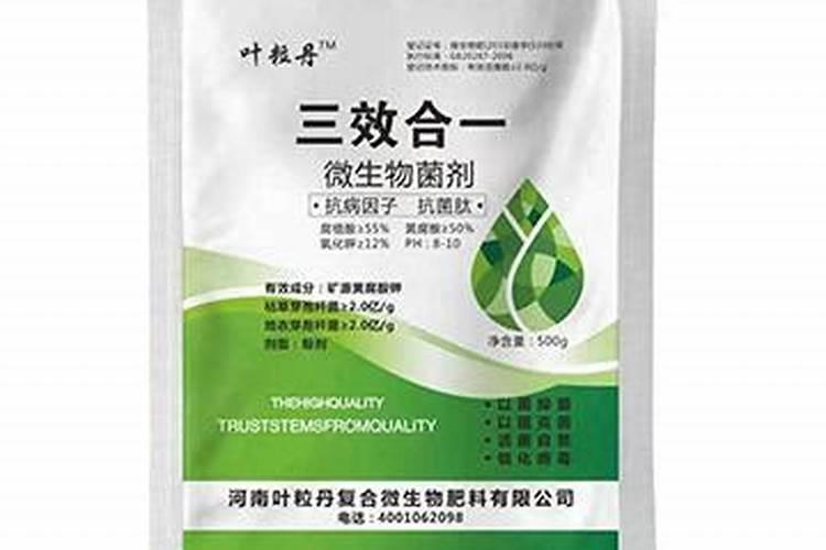 桃树叶子发黄卷曲是什么病虫害