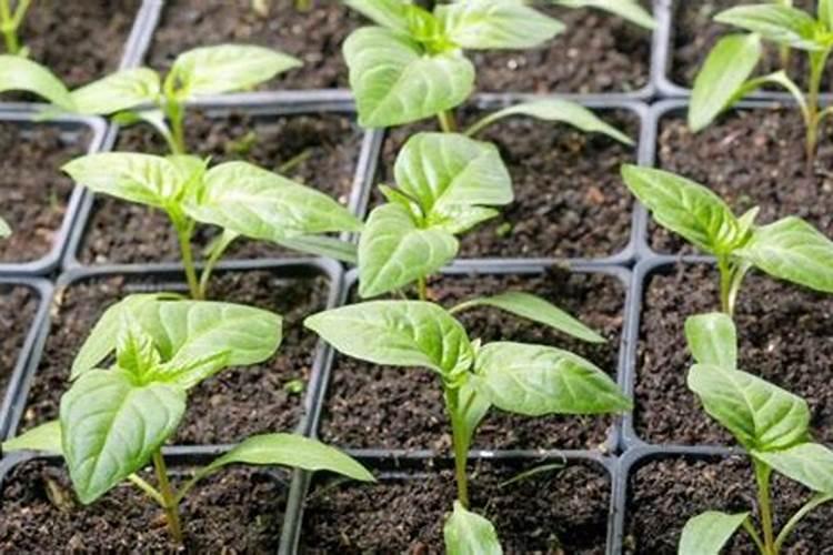 盆栽辣椒苗怎样浇水和施肥