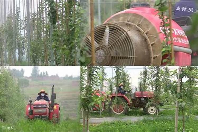 苹果树补钙的叶面肥有哪些苹果树叶面肥一年喷几次都喷什么肥