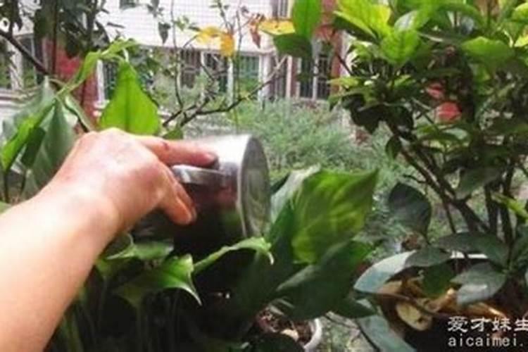 氮磷钾复合肥使用方法 怎样用氮磷钾复合肥浇花