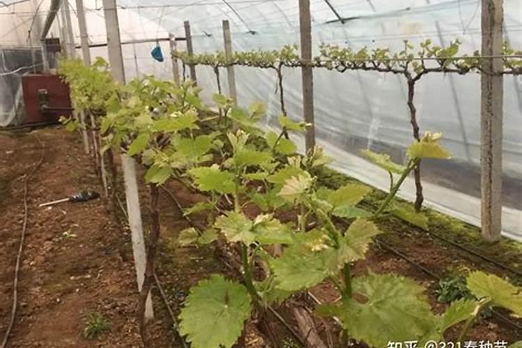 葡萄萌芽期施什么肥 葡萄萌芽期施什么肥好