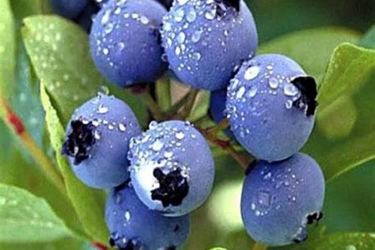 葡萄萌芽期施什么肥 葡萄萌芽期施什么肥好