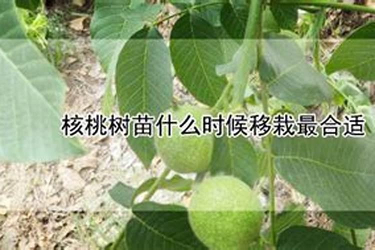 核桃树何时施肥好,施什么肥？