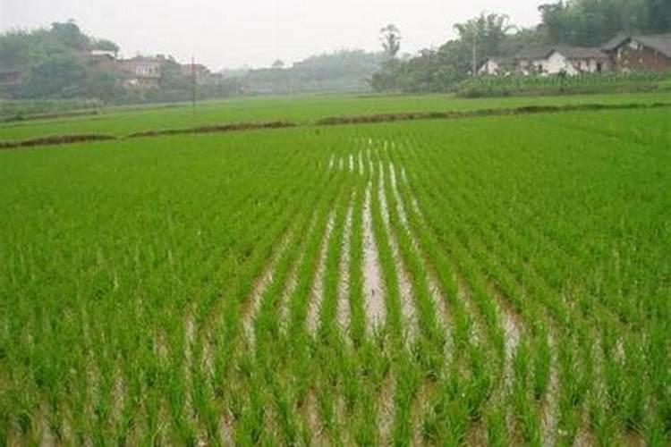 水稻施钾肥正确方法