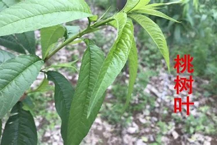黄桃叶子像被火烧的一样该施什么肥？