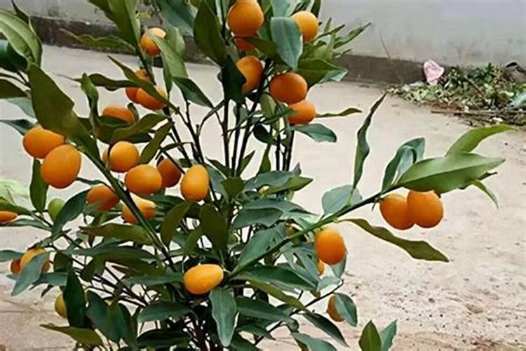 黄瓜可能浇钙肥浇根了现在已经发了新根发了新叶子明天想用赤霉素和...