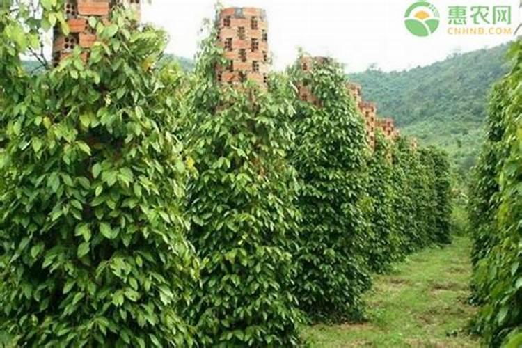 如何对胡椒进行田间管理？