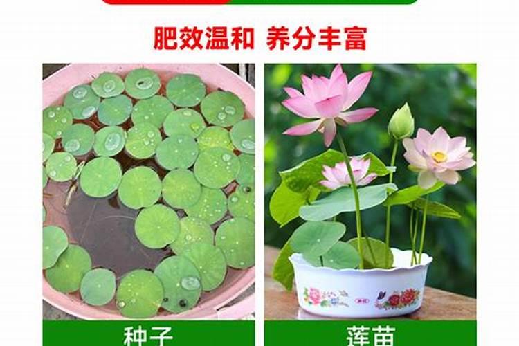 碗莲不用泥可以养吗