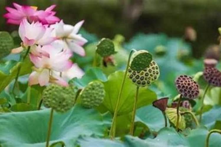 莲蓬怎样种植？水果莲蓬种植技术