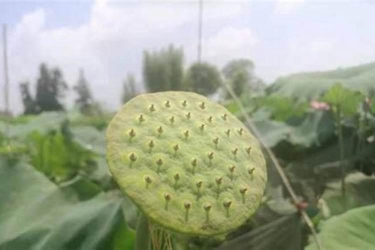 怎样种出高产莲蓬？高产莲蓬栽培技术
