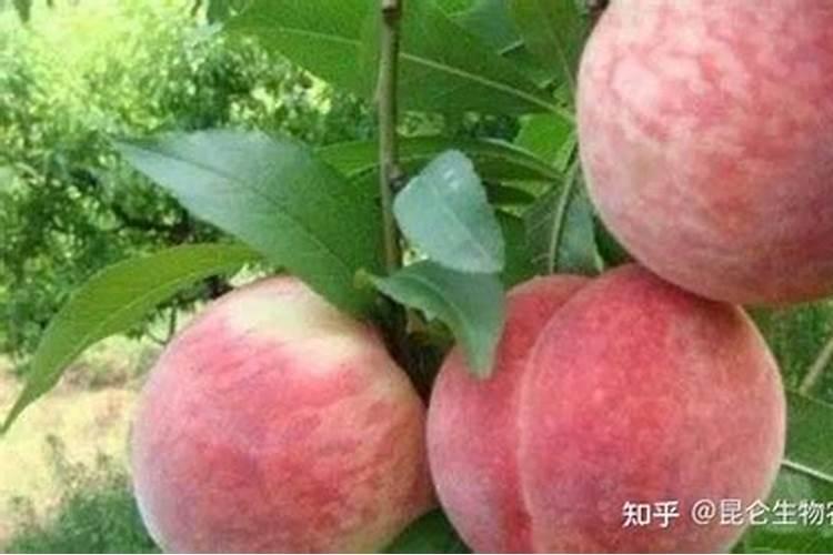 桃子增甜最简单的方法