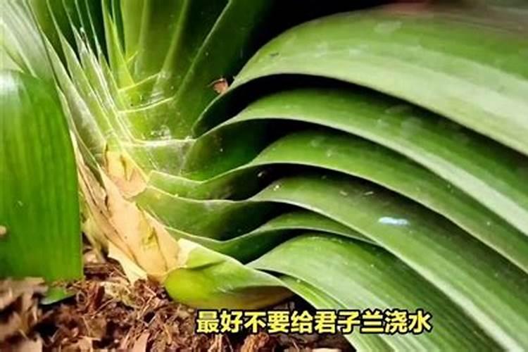 新上盆的君子兰什么时候开始追肥,刚上盆的君子兰什么时候追肥