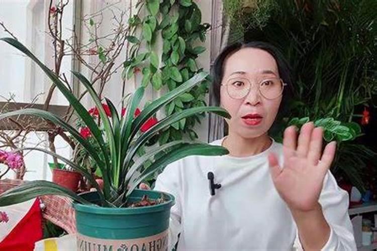 君子兰怎样浇水施肥
