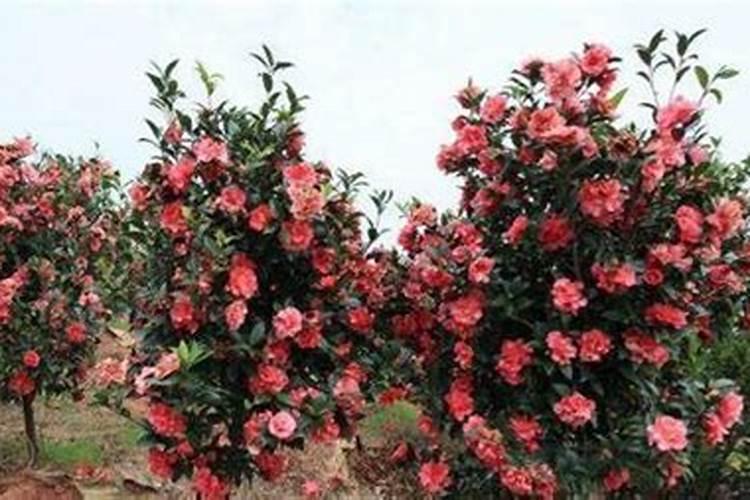 四季茶花用什么肥料好