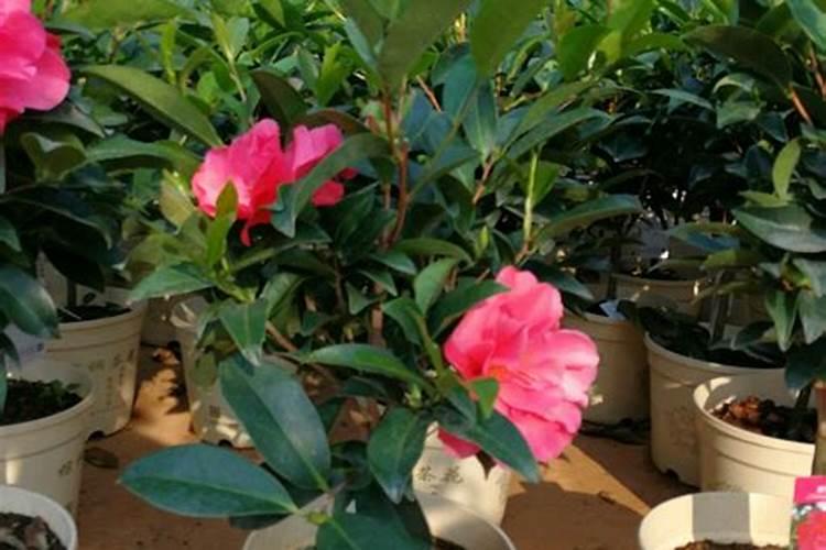 茶花一年四季施肥技巧 茶花一年四季施肥技巧简单介绍