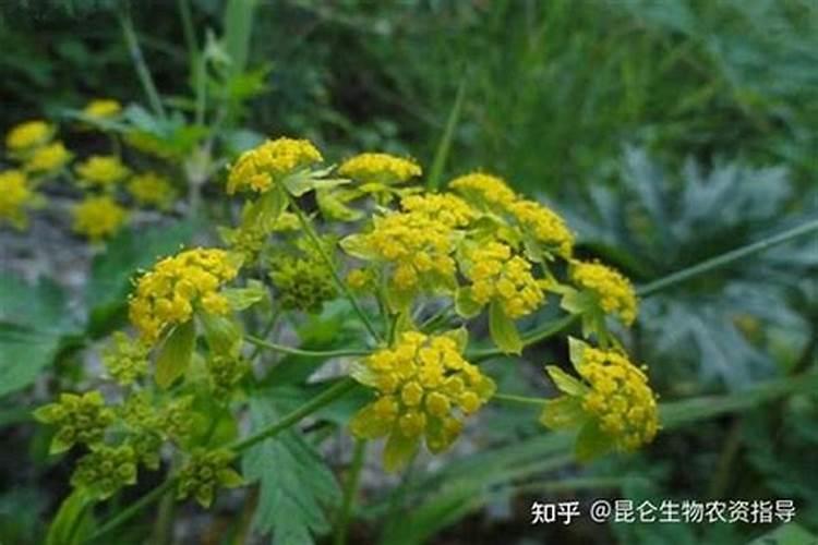 柴胡撒什么磷钾复合肥料？