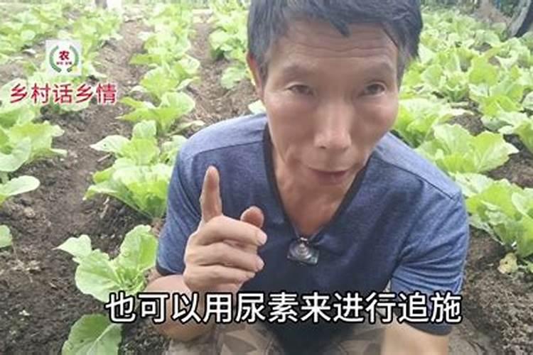 大白菜施什么肥好