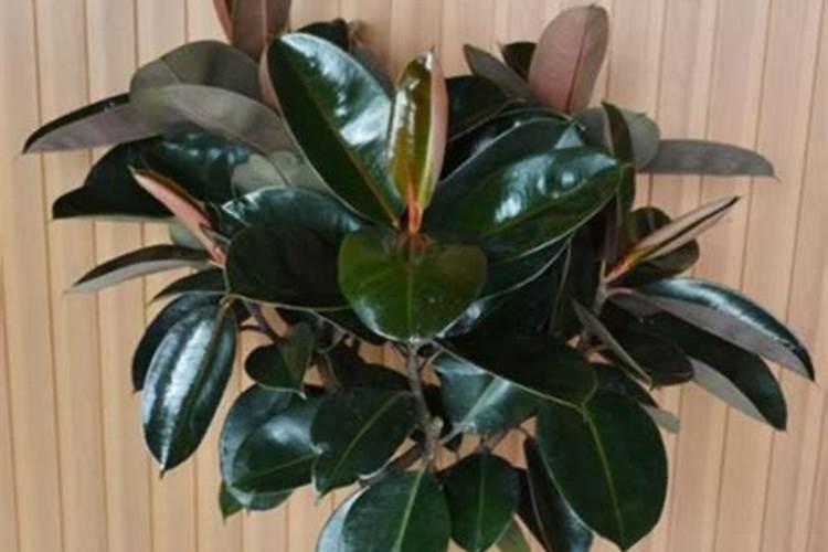 橡皮树施什么肥料最好