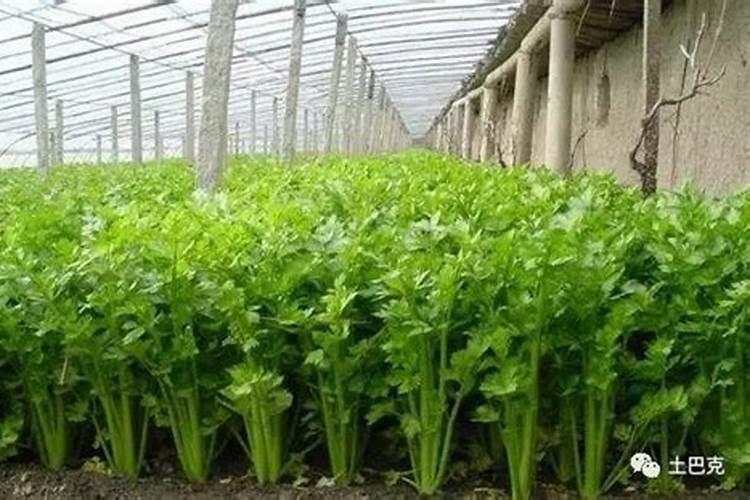 芹菜在生长期适宜施什么肥料