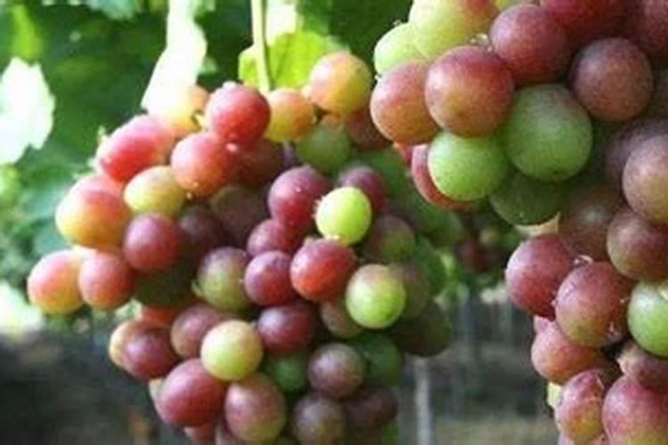 葡萄膨果期用什么肥料
