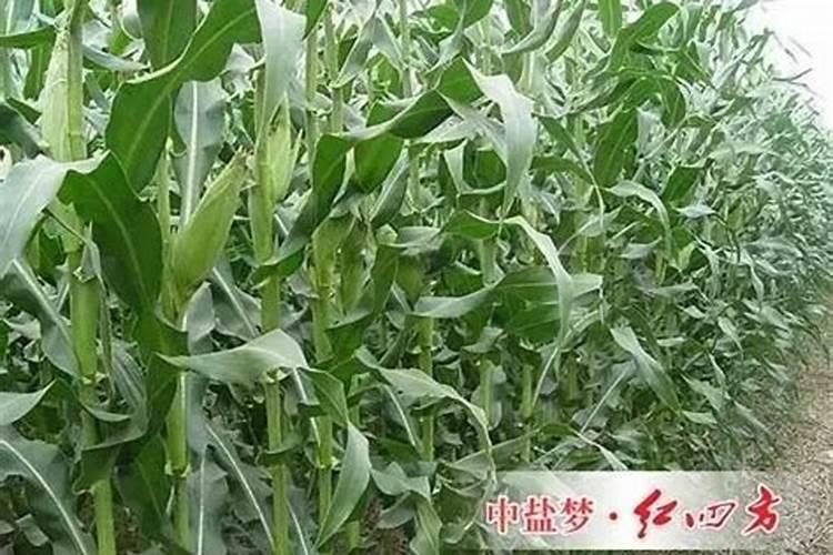 玉米施什么肥料最好