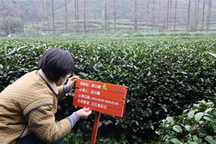 利用大棚种植茶叶的技术分析