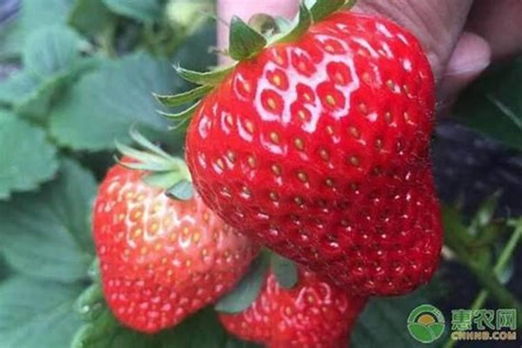 草莓施肥时间和方法是什么？